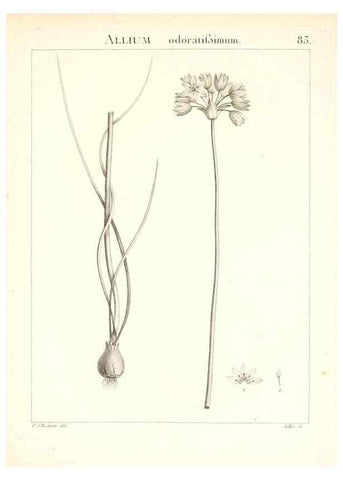 Reproducción/Reproduction 7456000478: Flora Atlantica, sive, Historia plantarum quae in Atlante, agro Tunetano et Algeriensi crescunt /. Parisiis :Apud Blanchon,1800.