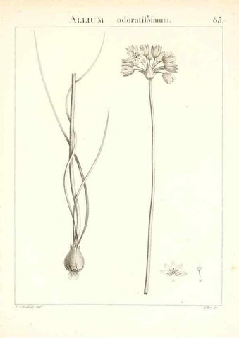 Reproducción/Reproduction 7456000478: Flora Atlantica, sive, Historia plantarum quae in Atlante, agro Tunetano et Algeriensi crescunt /. Parisiis :Apud Blanchon,1800.