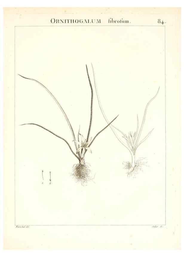 Reproducción/Reproduction 7456001278: Flora Atlantica, sive, Historia plantarum quae in Atlante, agro Tunetano et Algeriensi crescunt /. Parisiis :Apud Blanchon,1800.