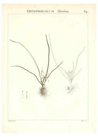 Reproducción/Reproduction 7456001278: Flora Atlantica, sive, Historia plantarum quae in Atlante, agro Tunetano et Algeriensi crescunt /. Parisiis :Apud Blanchon,1800.