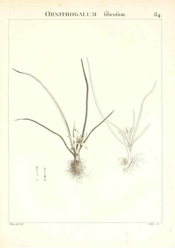 Reproducción/Reproduction 7456001278: Flora Atlantica, sive, Historia plantarum quae in Atlante, agro Tunetano et Algeriensi crescunt /. Parisiis :Apud Blanchon,1800.