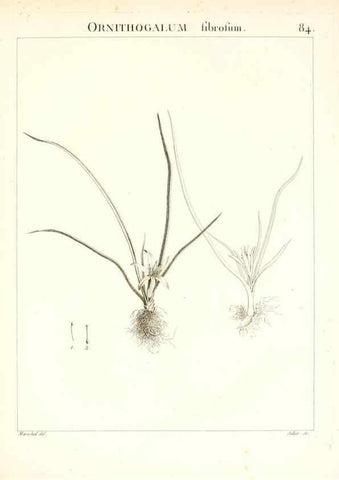 Reproducción/Reproduction 7456001278: Flora Atlantica, sive, Historia plantarum quae in Atlante, agro Tunetano et Algeriensi crescunt /. Parisiis :Apud Blanchon,1800.