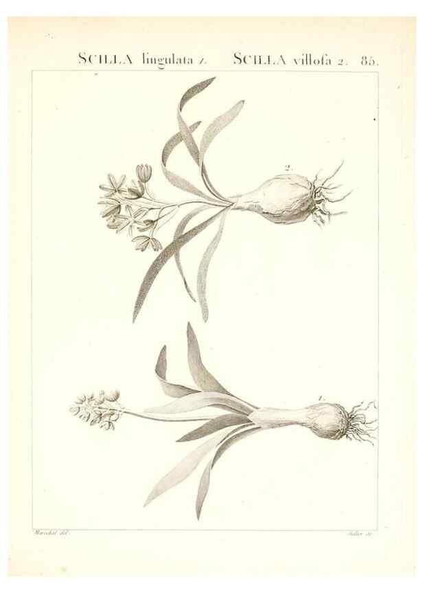 Reproducción/Reproduction 7456002180: Flora Atlantica, sive, Historia plantarum quae in Atlante, agro Tunetano et Algeriensi crescunt /. Parisiis :Apud Blanchon,1800.