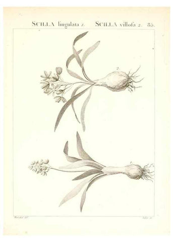 Reproducción/Reproduction 7456002180: Flora Atlantica, sive, Historia plantarum quae in Atlante, agro Tunetano et Algeriensi crescunt /. Parisiis :Apud Blanchon,1800.
