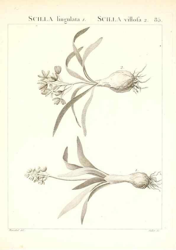 Reproducción/Reproduction 7456002180: Flora Atlantica, sive, Historia plantarum quae in Atlante, agro Tunetano et Algeriensi crescunt /. Parisiis :Apud Blanchon,1800.