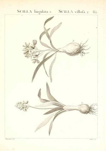 Reproducción/Reproduction 7456002180: Flora Atlantica, sive, Historia plantarum quae in Atlante, agro Tunetano et Algeriensi crescunt /. Parisiis :Apud Blanchon,1800.