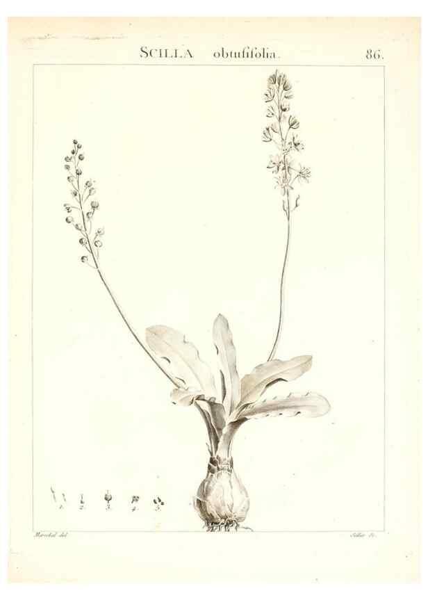 Reproducción/Reproduction 7456003244: Flora Atlantica, sive, Historia plantarum quae in Atlante, agro Tunetano et Algeriensi crescunt /. Parisiis :Apud Blanchon,1800.