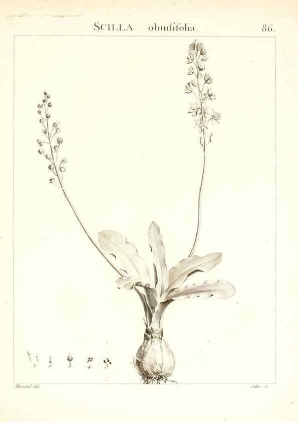 Reproducción/Reproduction 7456003244: Flora Atlantica, sive, Historia plantarum quae in Atlante, agro Tunetano et Algeriensi crescunt /. Parisiis :Apud Blanchon,1800.