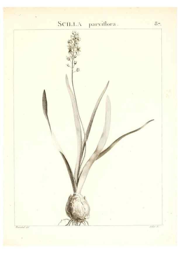 Reproducción/Reproduction 7456003920: Flora Atlantica, sive, Historia plantarum quae in Atlante, agro Tunetano et Algeriensi crescunt /. Parisiis :Apud Blanchon,1800.