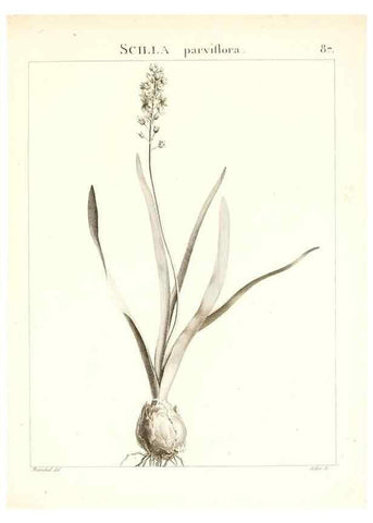 Reproducción/Reproduction 7456003920: Flora Atlantica, sive, Historia plantarum quae in Atlante, agro Tunetano et Algeriensi crescunt /. Parisiis :Apud Blanchon,1800.