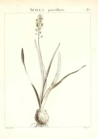 Reproducción/Reproduction 7456003920: Flora Atlantica, sive, Historia plantarum quae in Atlante, agro Tunetano et Algeriensi crescunt /. Parisiis :Apud Blanchon,1800.