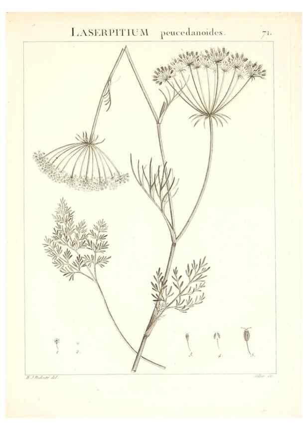 Reproducción/Reproduction 7455986222: Flora Atlantica, sive, Historia plantarum quae in Atlante, agro Tunetano et Algeriensi crescunt /. Parisiis :Apud Blanchon,1800.