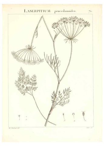 Reproducción/Reproduction 7455986222: Flora Atlantica, sive, Historia plantarum quae in Atlante, agro Tunetano et Algeriensi crescunt /. Parisiis :Apud Blanchon,1800.