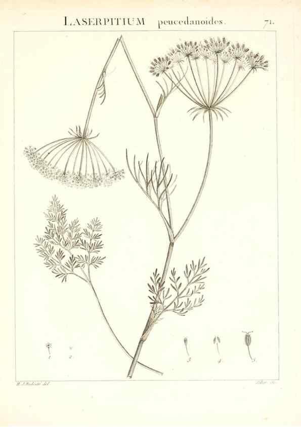 Reproducción/Reproduction 7455986222: Flora Atlantica, sive, Historia plantarum quae in Atlante, agro Tunetano et Algeriensi crescunt /. Parisiis :Apud Blanchon,1800.