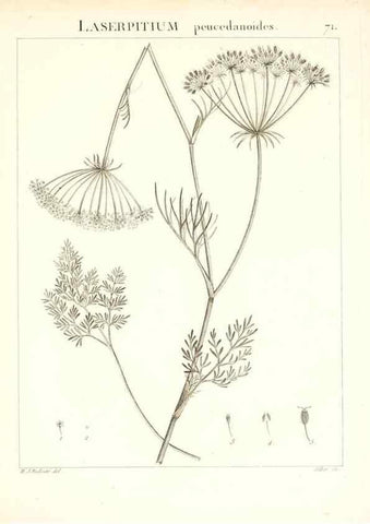 Reproducción/Reproduction 7455986222: Flora Atlantica, sive, Historia plantarum quae in Atlante, agro Tunetano et Algeriensi crescunt /. Parisiis :Apud Blanchon,1800.