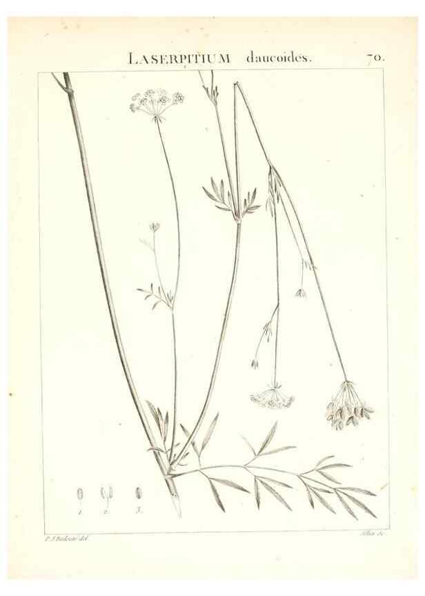 Reproducción/Reproduction 7455985328: Flora Atlantica, sive, Historia plantarum quae in Atlante, agro Tunetano et Algeriensi crescunt /. Parisiis :Apud Blanchon,1800.