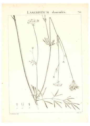 Reproducción/Reproduction 7455985328: Flora Atlantica, sive, Historia plantarum quae in Atlante, agro Tunetano et Algeriensi crescunt /. Parisiis :Apud Blanchon,1800.