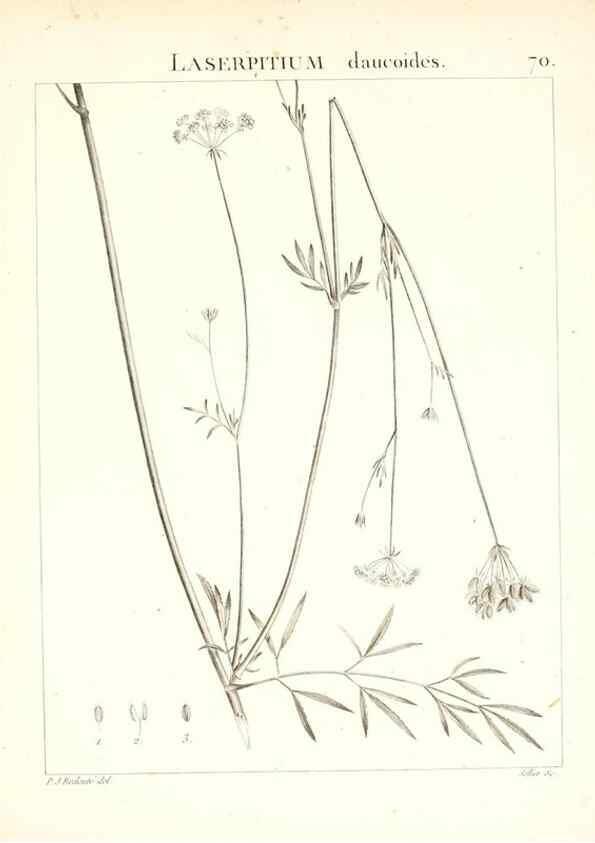 Reproducción/Reproduction 7455985328: Flora Atlantica, sive, Historia plantarum quae in Atlante, agro Tunetano et Algeriensi crescunt /. Parisiis :Apud Blanchon,1800.