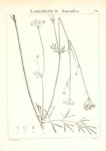 Reproducción/Reproduction 7455985328: Flora Atlantica, sive, Historia plantarum quae in Atlante, agro Tunetano et Algeriensi crescunt /. Parisiis :Apud Blanchon,1800.