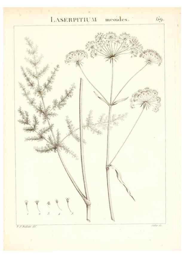 Reproducción/Reproduction 7455984722: Flora Atlantica, sive, Historia plantarum quae in Atlante, agro Tunetano et Algeriensi crescunt /. Parisiis :Apud Blanchon,1800.