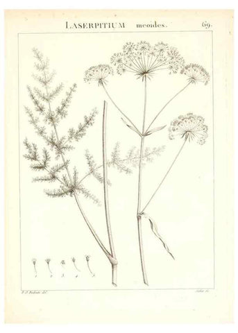 Reproducción/Reproduction 7455984722: Flora Atlantica, sive, Historia plantarum quae in Atlante, agro Tunetano et Algeriensi crescunt /. Parisiis :Apud Blanchon,1800.