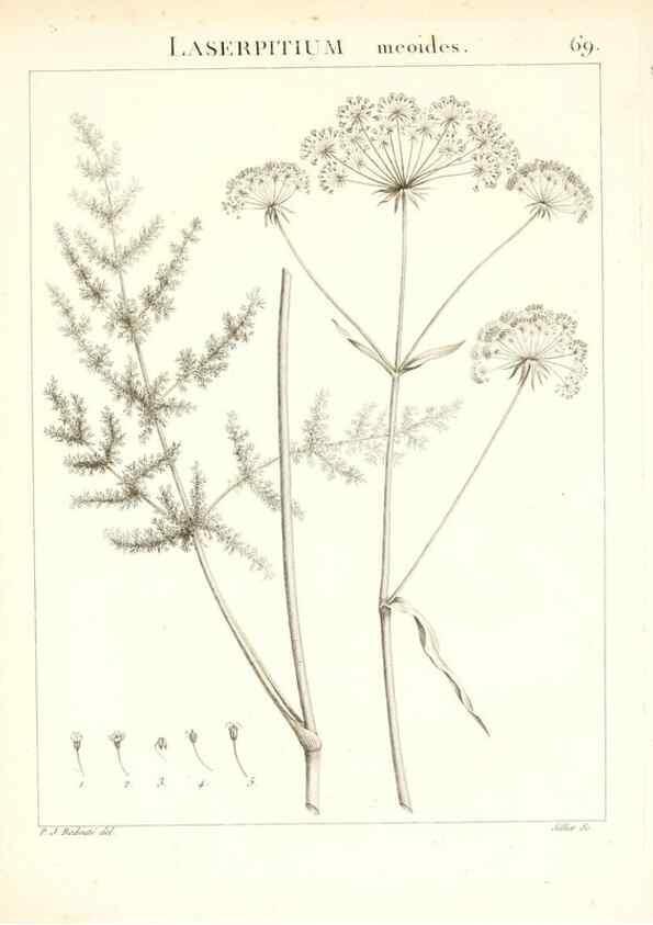 Reproducción/Reproduction 7455984722: Flora Atlantica, sive, Historia plantarum quae in Atlante, agro Tunetano et Algeriensi crescunt /. Parisiis :Apud Blanchon,1800.