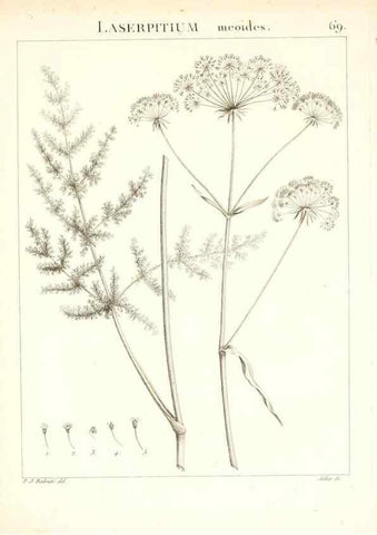 Reproducción/Reproduction 7455984722: Flora Atlantica, sive, Historia plantarum quae in Atlante, agro Tunetano et Algeriensi crescunt /. Parisiis :Apud Blanchon,1800.