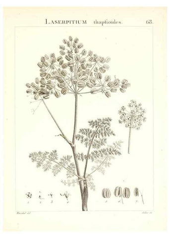 Reproducción/Reproduction 7455983692: Flora Atlantica, sive, Historia plantarum quae in Atlante, agro Tunetano et Algeriensi crescunt /. Parisiis :Apud Blanchon,1800.