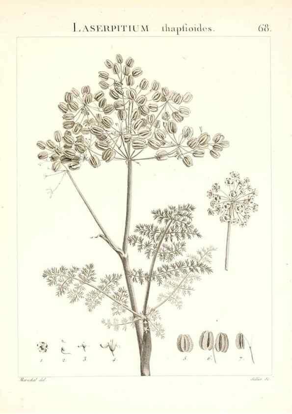 Reproducción/Reproduction 7455983692: Flora Atlantica, sive, Historia plantarum quae in Atlante, agro Tunetano et Algeriensi crescunt /. Parisiis :Apud Blanchon,1800.