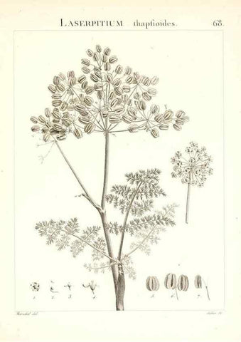 Reproducción/Reproduction 7455983692: Flora Atlantica, sive, Historia plantarum quae in Atlante, agro Tunetano et Algeriensi crescunt /. Parisiis :Apud Blanchon,1800.