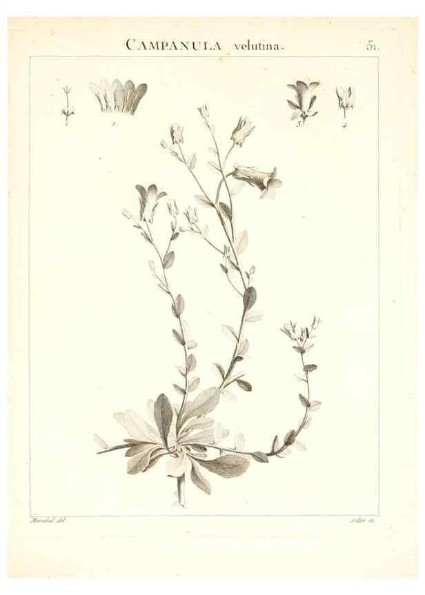 Reproducción/Reproduction 7455968248: Flora Atlantica, sive, Historia plantarum quae in Atlante, agro Tunetano et Algeriensi crescunt /. Parisiis :Apud Blanchon,1800.