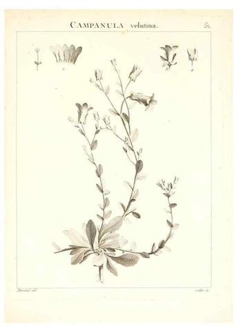 Reproducción/Reproduction 7455968248: Flora Atlantica, sive, Historia plantarum quae in Atlante, agro Tunetano et Algeriensi crescunt /. Parisiis :Apud Blanchon,1800.