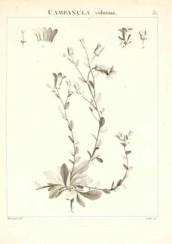 Reproducción/Reproduction 7455968248: Flora Atlantica, sive, Historia plantarum quae in Atlante, agro Tunetano et Algeriensi crescunt /. Parisiis :Apud Blanchon,1800.