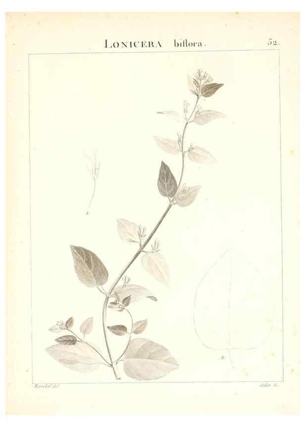 Reproducción/Reproduction 7455969064: Flora Atlantica, sive, Historia plantarum quae in Atlante, agro Tunetano et Algeriensi crescunt /. Parisiis :Apud Blanchon,1800.
