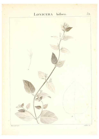 Reproducción/Reproduction 7455969064: Flora Atlantica, sive, Historia plantarum quae in Atlante, agro Tunetano et Algeriensi crescunt /. Parisiis :Apud Blanchon,1800.
