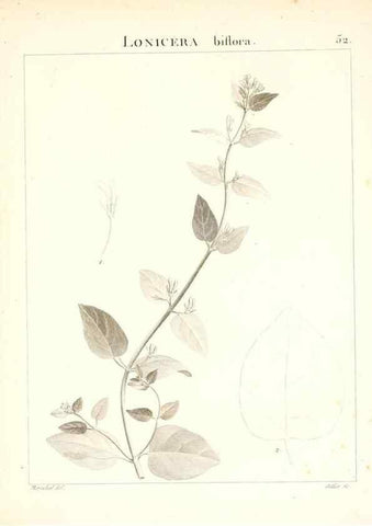 Reproducción/Reproduction 7455969064: Flora Atlantica, sive, Historia plantarum quae in Atlante, agro Tunetano et Algeriensi crescunt /. Parisiis :Apud Blanchon,1800.