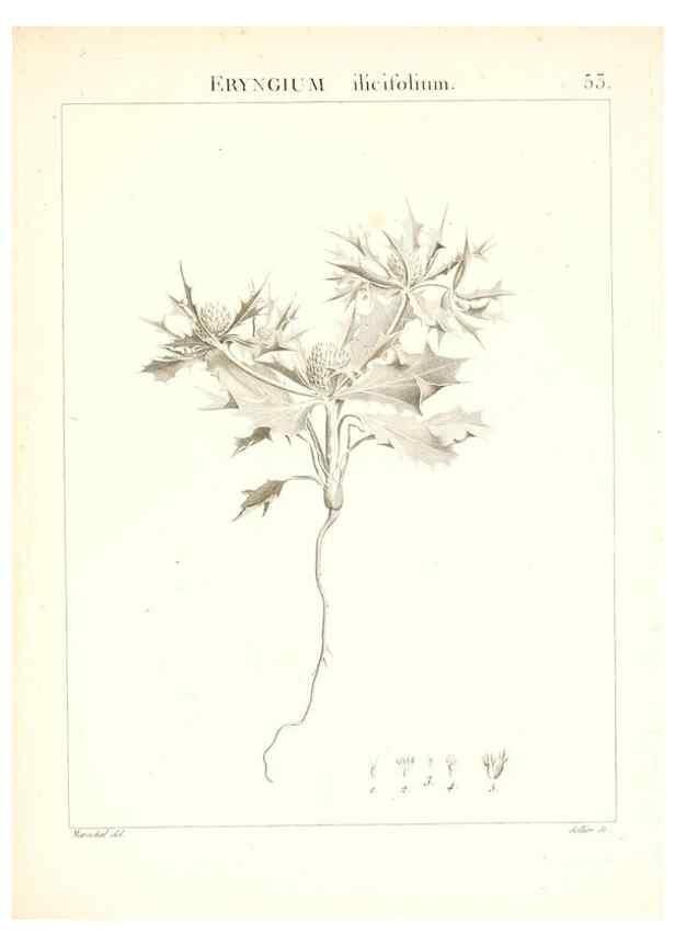 Reproducción/Reproduction 7455969814: Flora Atlantica, sive, Historia plantarum quae in Atlante, agro Tunetano et Algeriensi crescunt /. Parisiis :Apud Blanchon,1800.