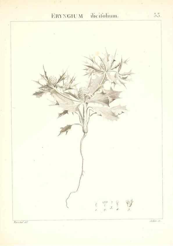 Reproducción/Reproduction 7455969814: Flora Atlantica, sive, Historia plantarum quae in Atlante, agro Tunetano et Algeriensi crescunt /. Parisiis :Apud Blanchon,1800.