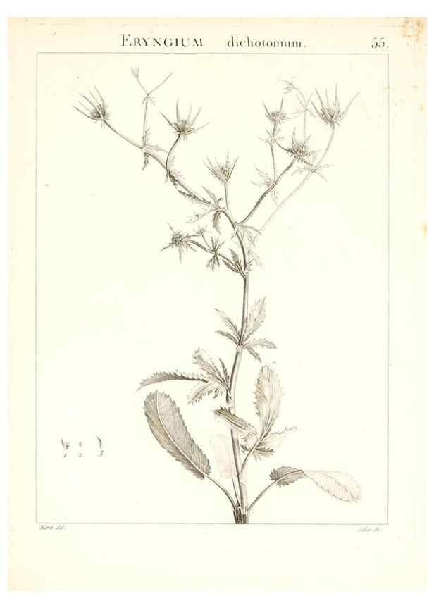 Reproducción/Reproduction 7455971702: Flora Atlantica, sive, Historia plantarum quae in Atlante, agro Tunetano et Algeriensi crescunt /. Parisiis :Apud Blanchon,1800.