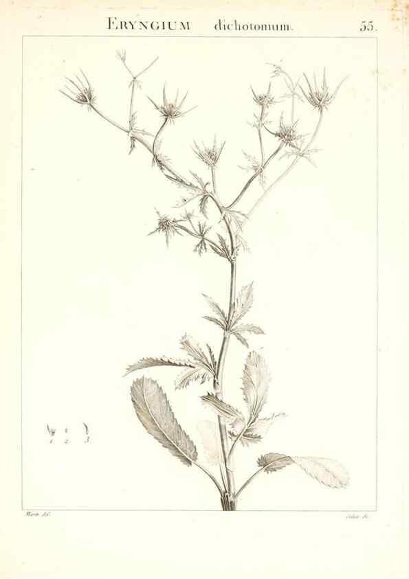 Reproducción/Reproduction 7455971702: Flora Atlantica, sive, Historia plantarum quae in Atlante, agro Tunetano et Algeriensi crescunt /. Parisiis :Apud Blanchon,1800.