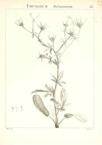 Reproducción/Reproduction 7455971702: Flora Atlantica, sive, Historia plantarum quae in Atlante, agro Tunetano et Algeriensi crescunt /. Parisiis :Apud Blanchon,1800.