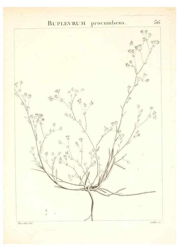 Reproducción/Reproduction 7455972864: Flora Atlantica, sive, Historia plantarum quae in Atlante, agro Tunetano et Algeriensi crescunt /. Parisiis :Apud Blanchon,1800.