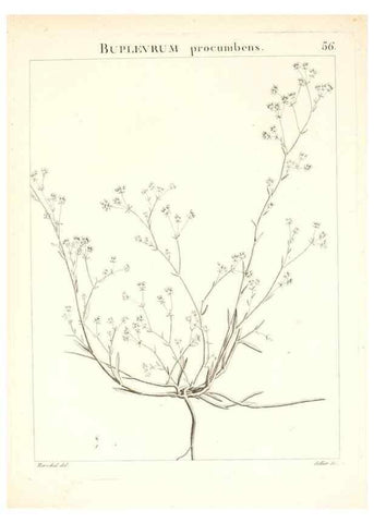 Reproducción/Reproduction 7455972864: Flora Atlantica, sive, Historia plantarum quae in Atlante, agro Tunetano et Algeriensi crescunt /. Parisiis :Apud Blanchon,1800.