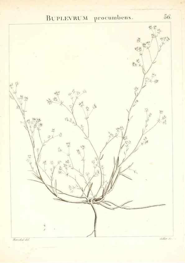 Reproducción/Reproduction 7455972864: Flora Atlantica, sive, Historia plantarum quae in Atlante, agro Tunetano et Algeriensi crescunt /. Parisiis :Apud Blanchon,1800.