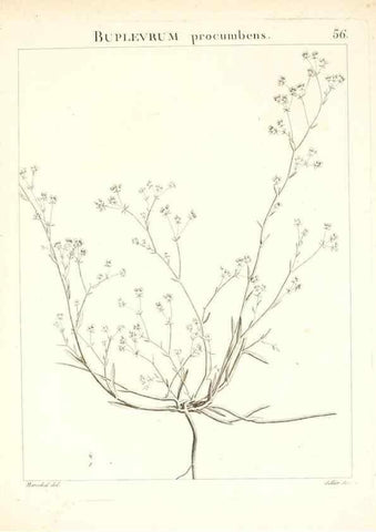 Reproducción/Reproduction 7455972864: Flora Atlantica, sive, Historia plantarum quae in Atlante, agro Tunetano et Algeriensi crescunt /. Parisiis :Apud Blanchon,1800.