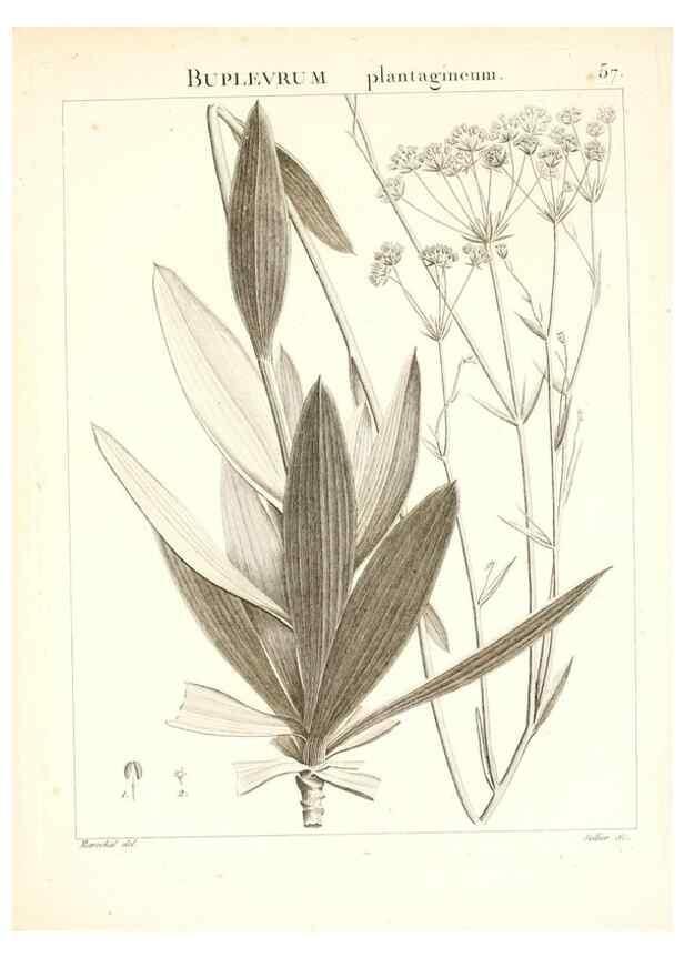 Reproducción/Reproduction 7455973684: Flora Atlantica, sive, Historia plantarum quae in Atlante, agro Tunetano et Algeriensi crescunt /. Parisiis :Apud Blanchon,1800.