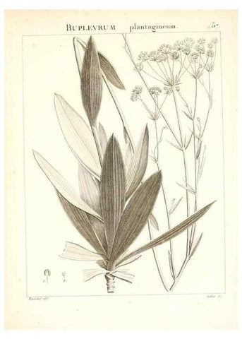 Reproducción/Reproduction 7455973684: Flora Atlantica, sive, Historia plantarum quae in Atlante, agro Tunetano et Algeriensi crescunt /. Parisiis :Apud Blanchon,1800.
