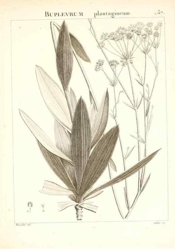 Reproducción/Reproduction 7455973684: Flora Atlantica, sive, Historia plantarum quae in Atlante, agro Tunetano et Algeriensi crescunt /. Parisiis :Apud Blanchon,1800.