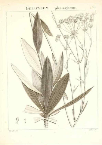 Reproducción/Reproduction 7455973684: Flora Atlantica, sive, Historia plantarum quae in Atlante, agro Tunetano et Algeriensi crescunt /. Parisiis :Apud Blanchon,1800.