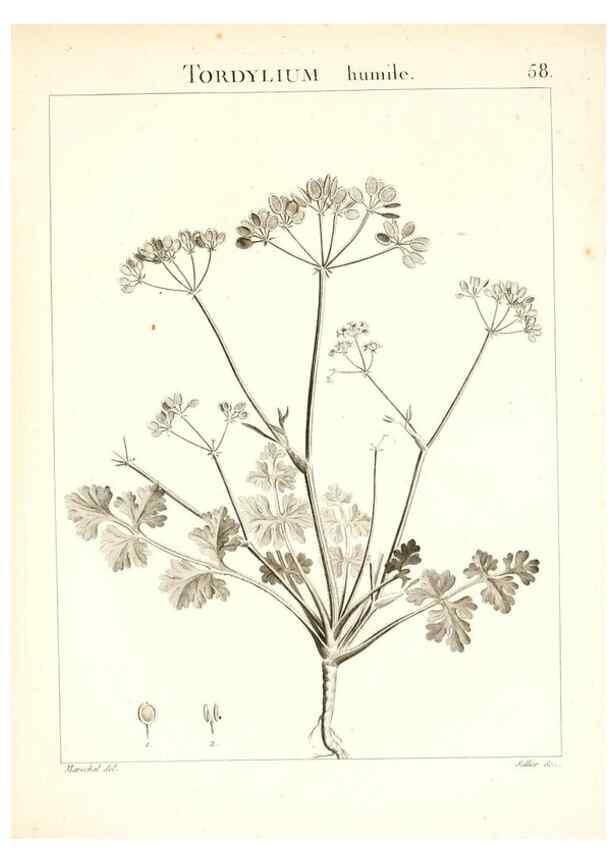 Reproducción/Reproduction 7455974614: Flora Atlantica, sive, Historia plantarum quae in Atlante, agro Tunetano et Algeriensi crescunt /. Parisiis :Apud Blanchon,1800.